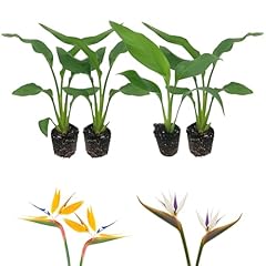 Live orange white for sale  Delivered anywhere in USA 