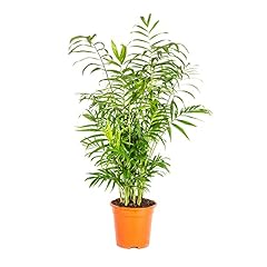 Bonplants chamaedorea elegans usato  Spedito ovunque in Italia 