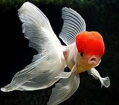Swimming creatures red for sale  Delivered anywhere in USA 
