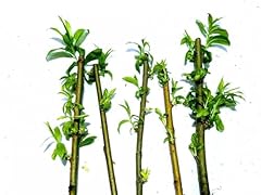 Golden weeping willow for sale  Delivered anywhere in UK