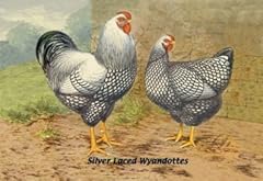 Silver laced wyandottes for sale  Delivered anywhere in UK