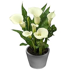 Albomaculata calla lily for sale  Delivered anywhere in USA 