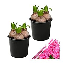 Live flowering hyacinth for sale  Delivered anywhere in USA 