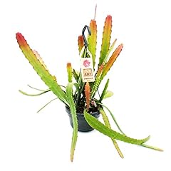 Exotenherz epiphyllum red d'occasion  Livré partout en France