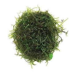 Planterest java moss for sale  Delivered anywhere in USA 