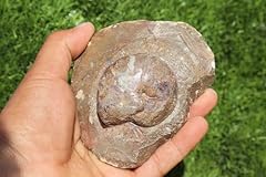 Ammonite goniatite fossil for sale  Delivered anywhere in UK