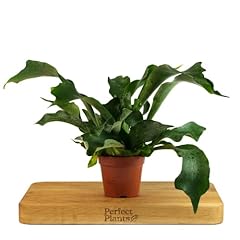 Staghorn fern platycerium for sale  Delivered anywhere in UK