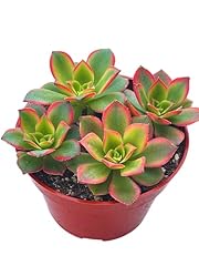 Live succulent aeonium for sale  Delivered anywhere in USA 
