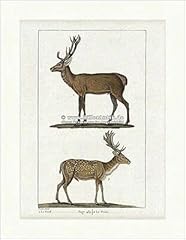 Kunstdruck deer fallow for sale  Delivered anywhere in UK