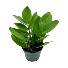 Live plant plant for sale  Delivered anywhere in USA 