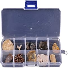 Villcase 10pcs paleontologici usato  Spedito ovunque in Italia 