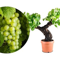 Rangerie exklusive vitis gebraucht kaufen  Wird an jeden Ort in Deutschland