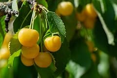 Kirschbaum dönissens gelbe gebraucht kaufen  Wird an jeden Ort in Deutschland