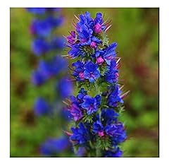 Viper bugloss 1.25 for sale  Delivered anywhere in UK