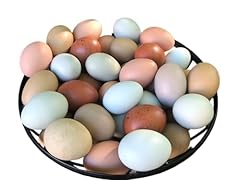 Easter egger fertilized for sale  Delivered anywhere in USA 