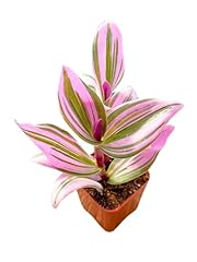 Unique succulents plants for sale  Delivered anywhere in USA 