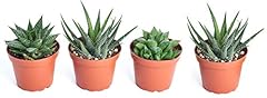 Shop succulents haworthia for sale  Delivered anywhere in USA 