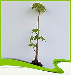 Acer pseudoplatanus pianta usato  Spedito ovunque in Italia 
