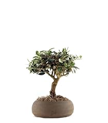 Olivo bonsai altezza usato  Spedito ovunque in Italia 