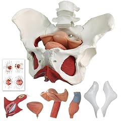 Female pelvis perineum for sale  Delivered anywhere in UK