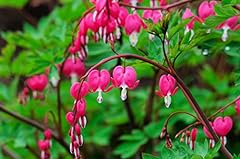 Bleeding hearts plant for sale  Delivered anywhere in USA 