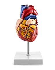 Qwork human heart for sale  Delivered anywhere in UK