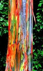 Spectacular color bark for sale  Delivered anywhere in USA 