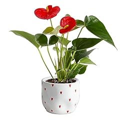 Costa farms anthurium for sale  Delivered anywhere in USA 