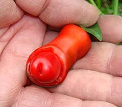 Seeds penis chilli for sale  Delivered anywhere in UK