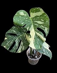 Thai constellation monstera for sale  Delivered anywhere in USA 