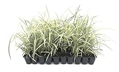 Aztec grass live for sale  Delivered anywhere in USA 