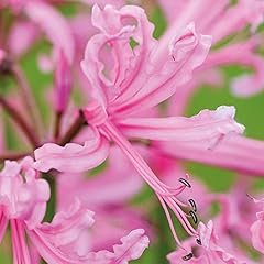 Nerine bowdenii bulbs for sale  Delivered anywhere in UK