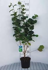 Corylus avellana noisettes d'occasion  Livré partout en Belgiqu