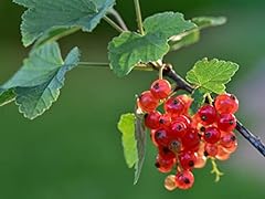 Red currant plant for sale  Delivered anywhere in USA 
