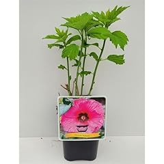 Xxl hibiscus moscheutos gebraucht kaufen  Wird an jeden Ort in Deutschland