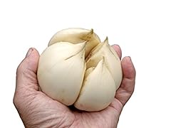 Organic elephant garlic for sale  Delivered anywhere in USA 