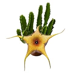 Bubbleblooms stapelia gigantea for sale  Delivered anywhere in USA 