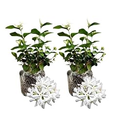 Star jasmine plant for sale  Delivered anywhere in USA 