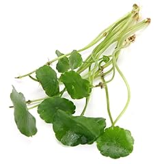 K2aqua hydrocotyle verticillat for sale  Delivered anywhere in UK