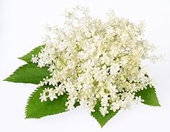 Elderflower plants full for sale  Delivered anywhere in UK