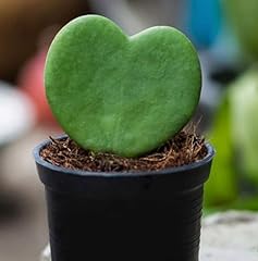 Green hoya kerrii for sale  Delivered anywhere in USA 