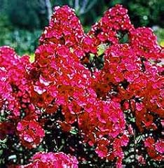 Starfire tall summer for sale  Delivered anywhere in USA 