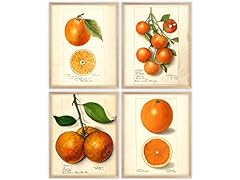 Oranges citrius fruit for sale  Delivered anywhere in USA 