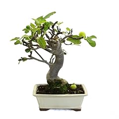 Kentis bonsai ficus usato  Spedito ovunque in Italia 