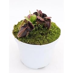 100pcs brown cephalotus for sale  Delivered anywhere in UK
