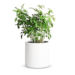 Mozing ceramic plant for sale  Delivered anywhere in USA 