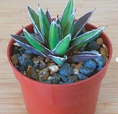 Generic bareroot agave for sale  Delivered anywhere in USA 
