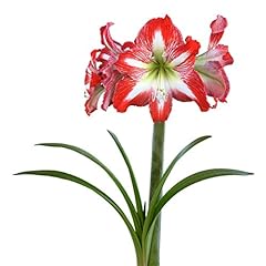 Easy grow amaryllis for sale  Delivered anywhere in USA 