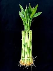 Stalks inches straight for sale  Delivered anywhere in USA 