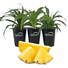Pineapple plant variety for sale  Delivered anywhere in USA 